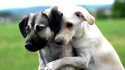 World's Funniest Animals Season 2 Episode 2