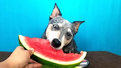 World's Funniest Animals Season 2 Episode 3