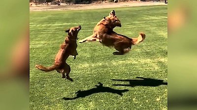 World's Funniest Animals Season 2 Episode 4