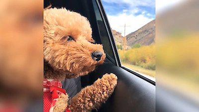 World's Funniest Animals Season 2 Episode 5