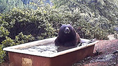 World's Funniest Animals Season 2 Episode 6