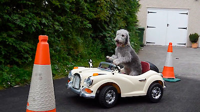 World's Funniest Animals Season 2 Episode 9