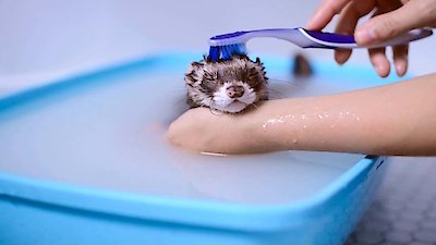 World's Funniest Animals Season 2 Episode 10