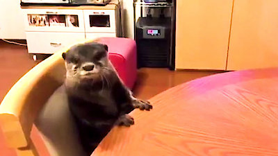 World's Funniest Animals Season 4 Episode 2