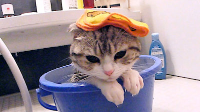 World's Funniest Animals Season 4 Episode 3