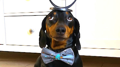 World's Funniest Animals Season 4 Episode 4