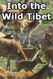 Into the Wild Tibet