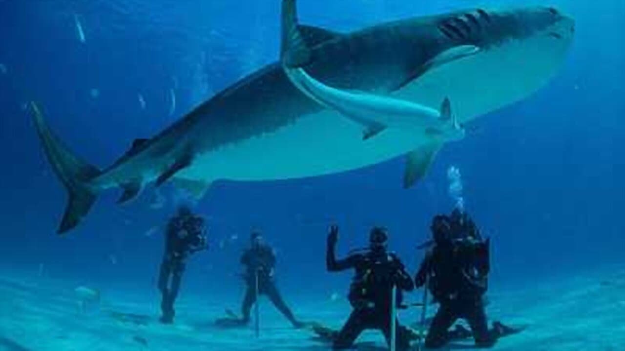 Save This Shark
