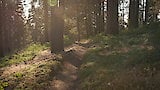 Sequoia National Forest