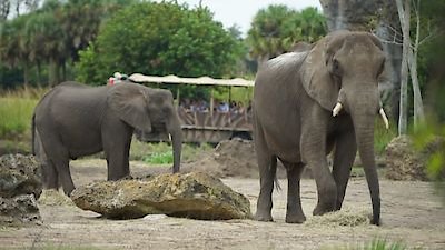 Magic of Disney's Animal Kingdom Season 1 Episode 1