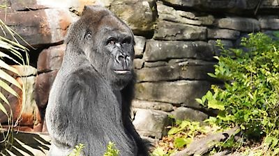 Magic of Disney's Animal Kingdom Season 1 Episode 2