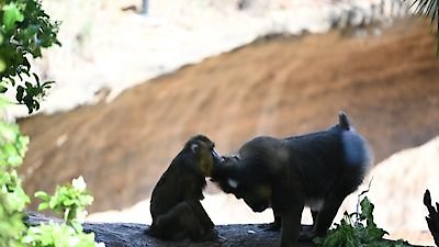 Magic of Disney's Animal Kingdom Season 1 Episode 4