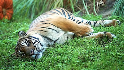 Magic of Disney's Animal Kingdom Season 1 Episode 6