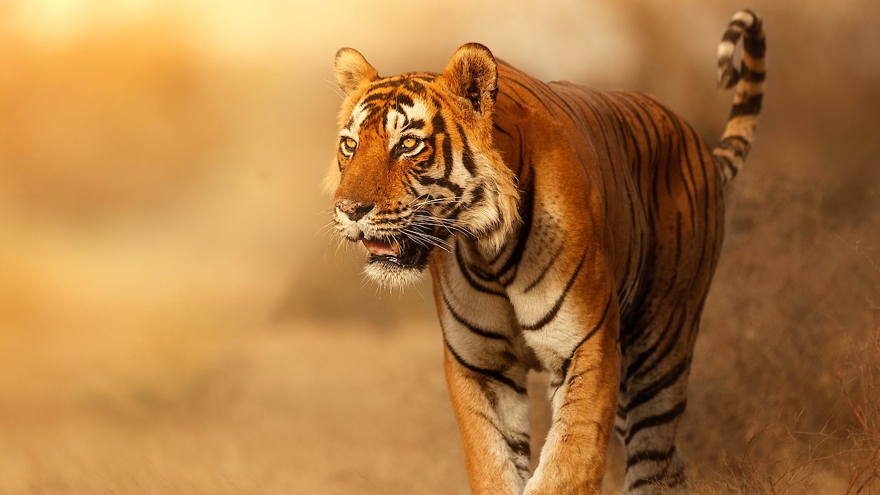 Wild Cats of India