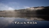 A Walk on the Wild Side