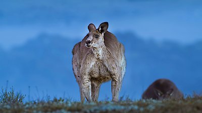 Earth at Night in Color Season 2 Episode 3