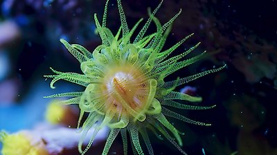 Earth at Night in Color Season 2 Episode 4