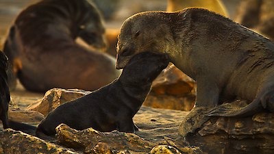 Earth at Night in Color Season 2 Episode 5