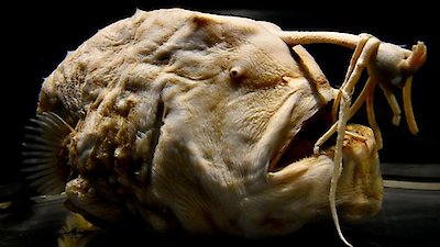 The Proof Is Out There Season 3 Episode 13