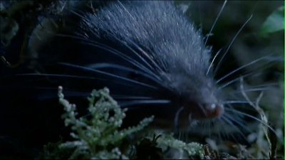 The Life of Mammals Season 1 Episode 3