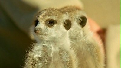 The Life of Mammals Season 1 Episode 8