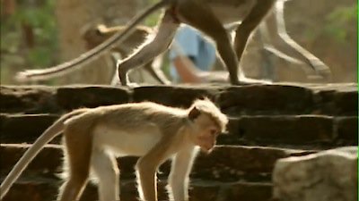 The Life of Mammals Season 1 Episode 9