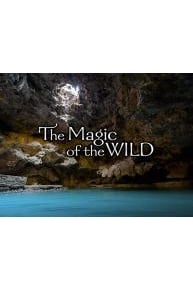 The Magic of the Wild