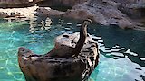 You Otter Know