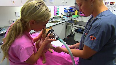 Bondi Vet Season 2 Episode 7