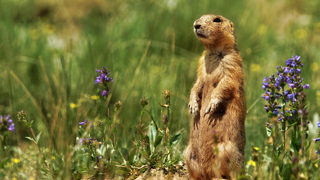 Prairie Dog Manor