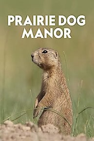 Prairie Dog Manor