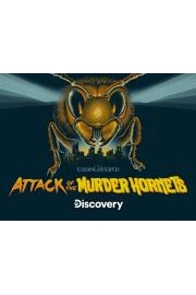 Attack of the Murder Hornets