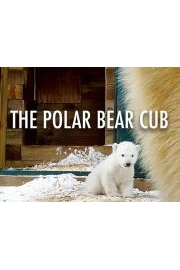The Polar Bear Cub