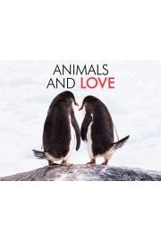 Animals and Love