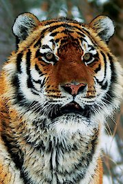 Operation Snow Tiger