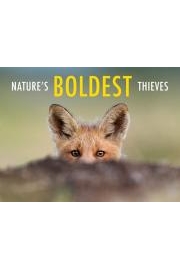 Nature's Boldest Thieves