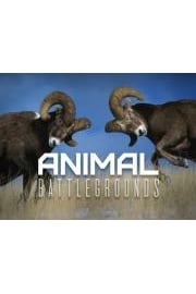 Animal Battlegrounds