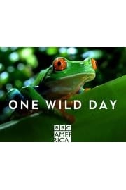 One Wild Day