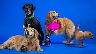 The Wizard of Paws Season 1 Episode 2