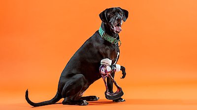 The Wizard of Paws Season 1 Episode 3