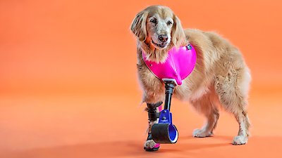 The Wizard of Paws Season 1 Episode 6