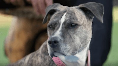 The Wizard of Paws Season 2 Episode 1