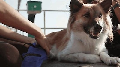 The Wizard of Paws Season 2 Episode 5