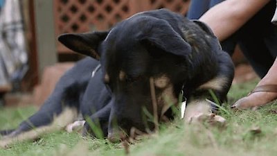 The Wizard of Paws Season 2 Episode 7