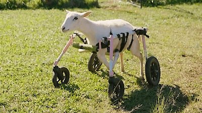 The Wizard of Paws Season 2 Episode 8