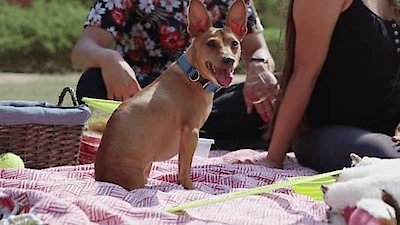 The Wizard of Paws Season 3 Episode 2