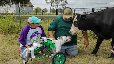 The Wizard of Paws Season 3 Episode 6