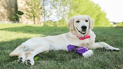 The Wizard of Paws Season 3 Episode 7