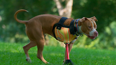 The Wizard of Paws Season 5 Episode 1