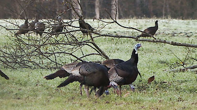 Louisiana Law Season 2 Episode 4